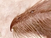 9_13_10_beardedwyrm